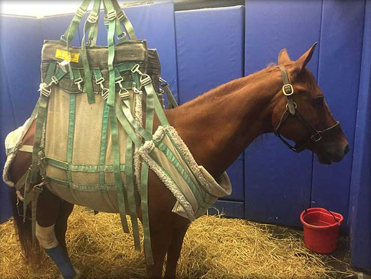 horse in a lifting harness