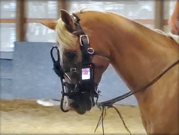 horse wearing therapuetic mask